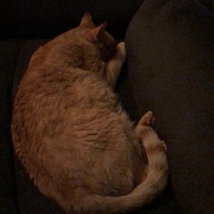 Meet your Posher, Annie